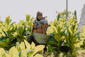 Maya Setiawan